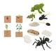 thumbnail image 1 of Juego de crecimiento de insectos para niños,Ayudas para la enseñanza del ciclo de crecimiento animal,Juguete educativo temprano,Ayudas para la enseñanza de la naturaleza,Proceso de, 1 of 9