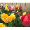 Perennial Tulip Mix, 20 MMF7 Large Flowering Fall Bulbs for Planting