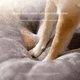 thumbnail image 2 of Perrera para perros grandes, casa para perros de tamaño mediano y grande, para otoño e invierno, extraíble y lavable, suministros para mascotas para las cuatro estaciones, 2 of 4