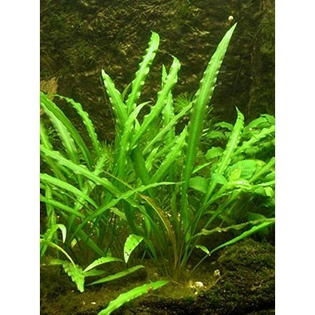 Cryptocoryne Spiralis - Freshwater Live Aquarium (Best Freshwater Refugium Plants)