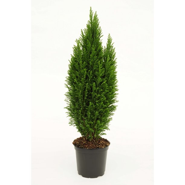 6" Alberta Evergreen Spruce Tree in Self Watering Container Walmart