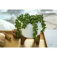 thumbnail image 4 of Flora Bunda CS2956E-MTWH 5'  String of Pearl in Hobnail Ceramic Planter on  Stand, 4 of 4