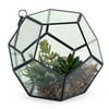 mini dracaena head, easter grass and burro tail in geometric glass ball