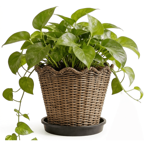 Woven Flower Pot, Planter, Synthetic Rattan Woven Decorative Flowerpot Container with Detachable Saucer Drip Tray for Indoor Outdoor Potted Houseplants Succulents