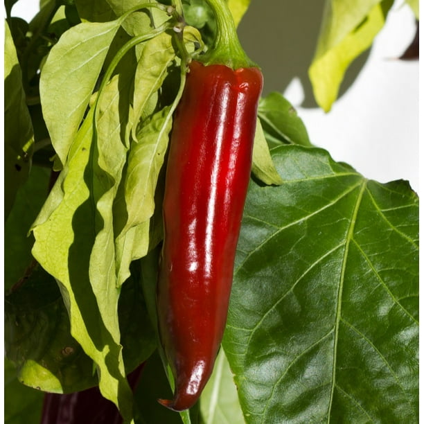 Anaheim NuMex Joe E Parker Chile Pepper Plant 4" Pot