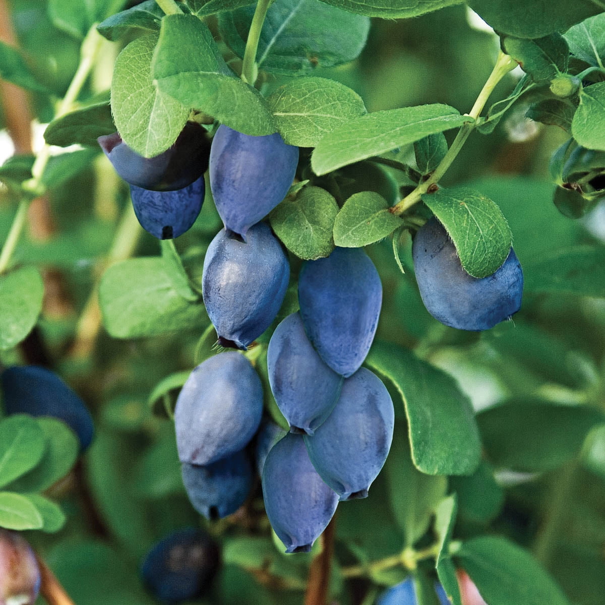 Gurney's Aurora Honeyberry Plant, 4 Inch Potted Deciduous Fruiting