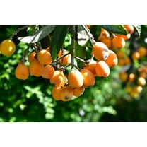 CZ Grain 5 Loquat Shrub Eriobotrya Japonica Plant Seeds