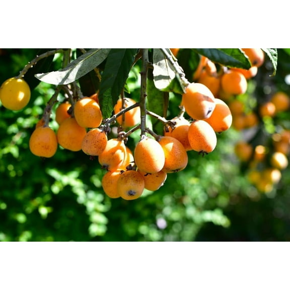 CZ Grain 5 Loquat Shrub Eriobotrya Japonica Plant Seeds