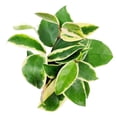 thumbnail image 3 of Variegated Hoya Carnosa (6"+ Grower Pot) - The Best Houseplants for Hanging Baskets, 3 of 4