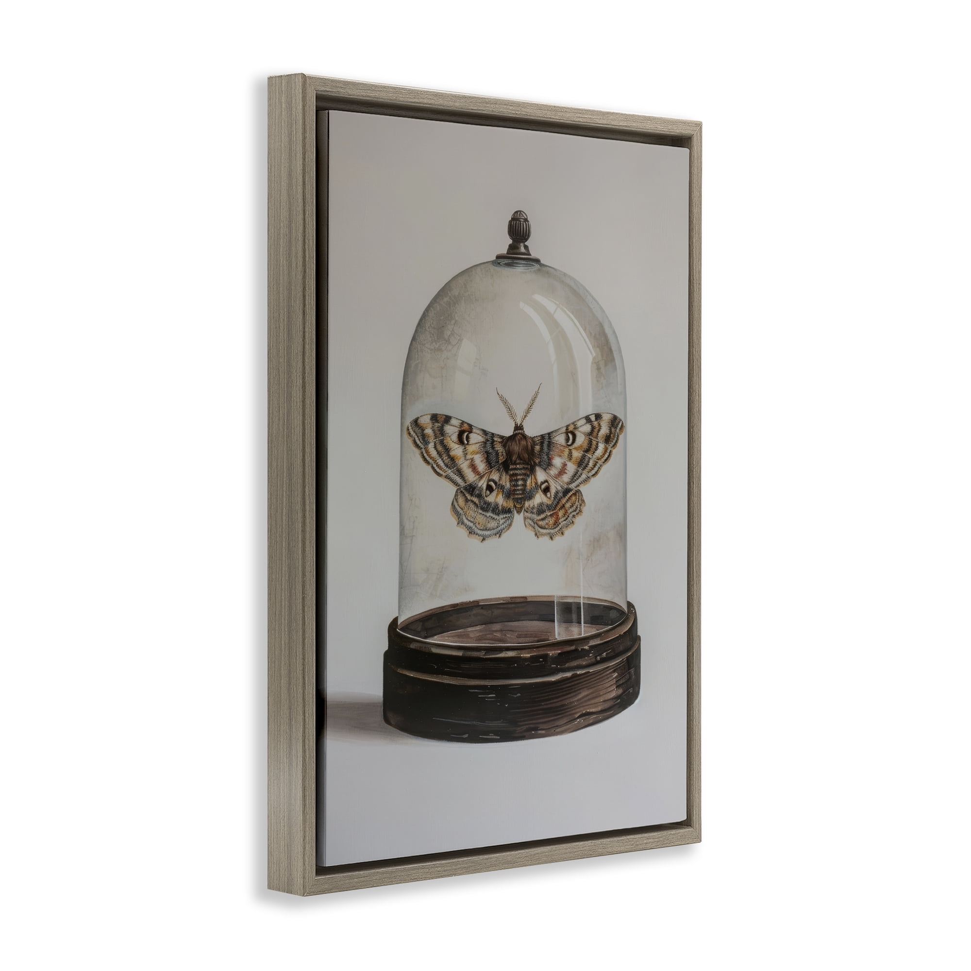 Stupell Industries Moth in Glass Cloche Animals Painting Brown Floater Framed Canvas Art Print Wall Art, 17 x 25