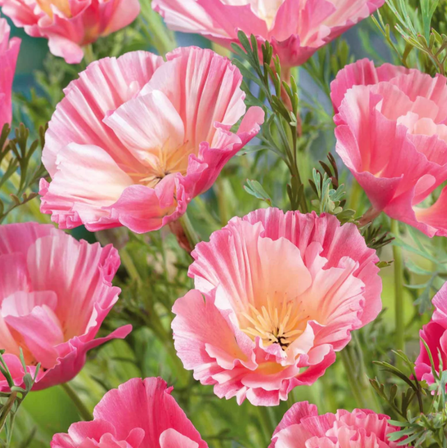 100 Seeds Silky Chiffon Poppy Seeds for Planting, Appleblossom Seeds for Garden
