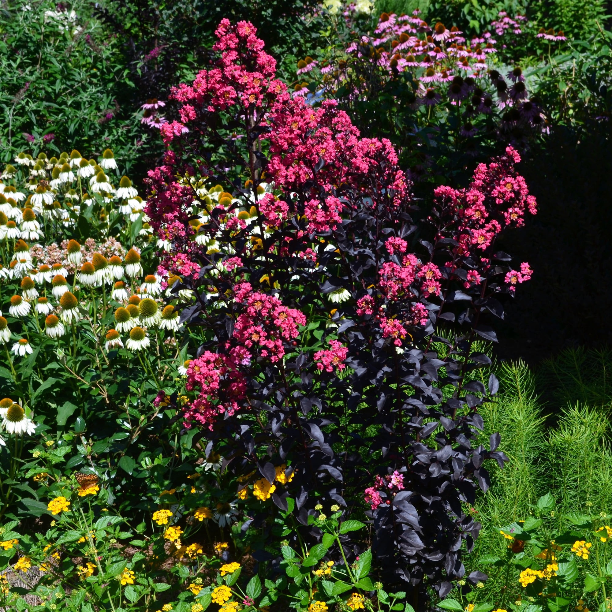 First Editions Midnight Magic Crape Myrtle Live Shrub (7 Gallon)
