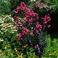 thumbnail image 5 of First Editions Midnight Magic Crape Myrtle Live Shrub (7 Gallon), 5 of 11