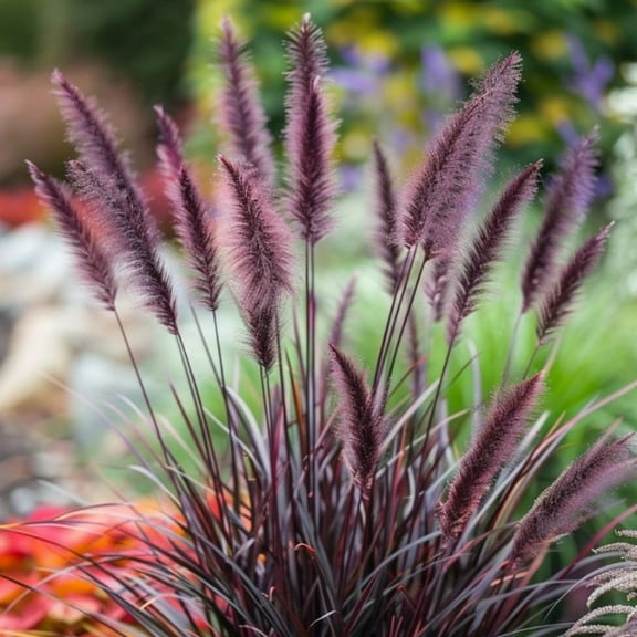 Purple Pennisetum Fountain Grass Plant Live, Fountain Grass Plant 4 to 8 Inch, Ideal for Outdoor Garden