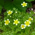 Outsidepride 1000 Seeds Limnanthes OIF8 Douglasii Poached Egg Plant