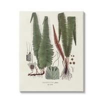 Stupell Industries Fern Latin Study Botanical & Floral Painting Gallery Wrapped Canvas Art Print Wall Art, 36 x 48