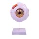 thumbnail image 2 of Modelo de ojo humano 4D, desmontado, con componentes extraíbles, herramienta didáctica, modelo de globo ocular, figura de escritorio para observación, 2 of 9