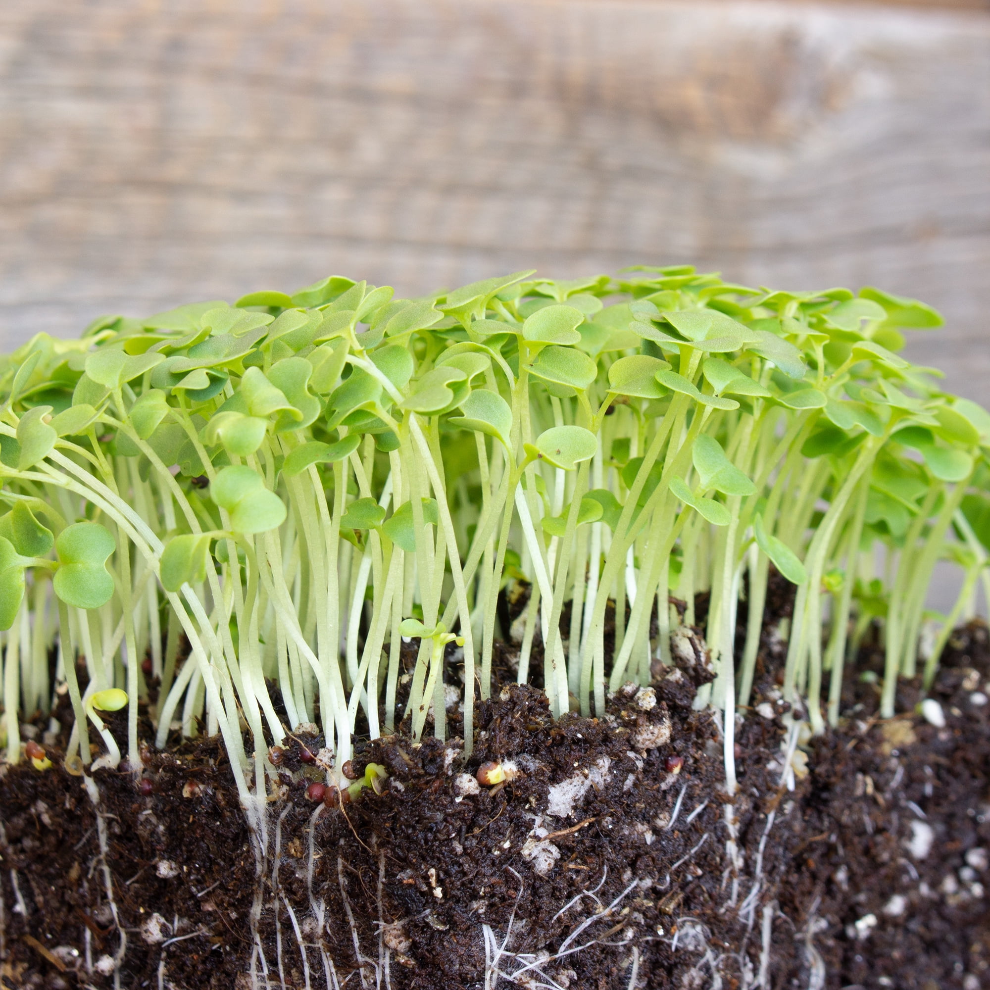 Green Mustard Microgreens Seeds - 5 Lb Bulk ~960,000 Seeds - Grow Non-GMO Micro Mustard Herb Greens - Premium Seeds - High Germination Rate