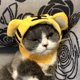 thumbnail image 3 of Gorra De Gato, Sombrero De Disfraz De Mascota Con Patrón De Tigre Amarillo, Accesorios Lindos Para Fotos De Mascotas, Perro Para Gato, 3 of 7