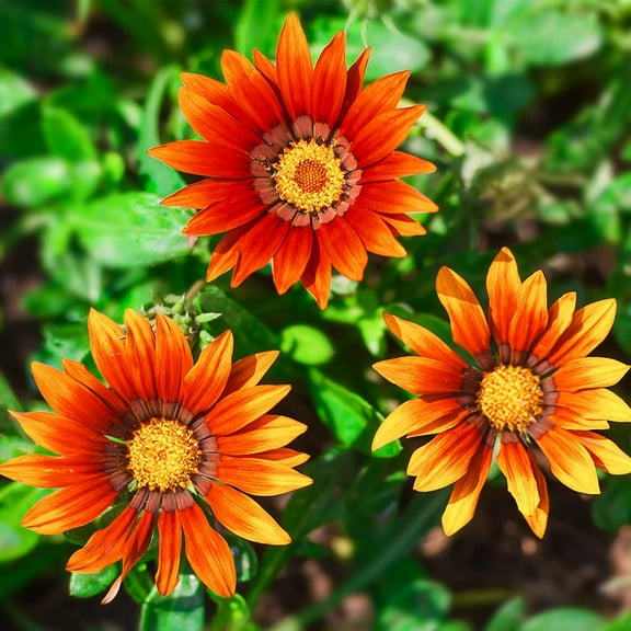 New Day Series Gazania Bronze Shades ~25 Seeds (Coated) – Gazania splendens – Annual – Drought Tolerant – 3–4" Blooms in Mixed Colors – Heat-Loving – Fast Growing – Also Known as Treasure Flower
