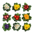 thumbnail image 1 of Primula - Outdoor Live Plants, 1 of 22