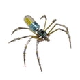 thumbnail image 3 of Kit de manualidades con modelo de araña mecánica, decoración novedosa de escena, adorno de escritorio, decoración de araña de metal, montaje DIY para Azul, 3 of 7