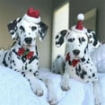 thumbnail image 2 of OUNONA 2Set Pet Costume Accessories Crown for Dog Red PU Photo Prop, 2 of 8