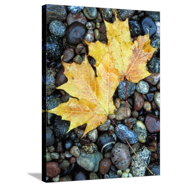 Maple Leaves On Pebble Beach Lake Superior Pictured Rocks National Lakeshore Michigan Usa Gallery Wrapped Canvas Print Wall Art By Claudia Adams Walmart Com Walmart Com