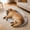 XXL, variant on dog bed Summer Chilling Pet Mat Washable Dog Bed With Ice Feeling Pad Removable Cats Dog Chilling Mat NonElectric For Travel