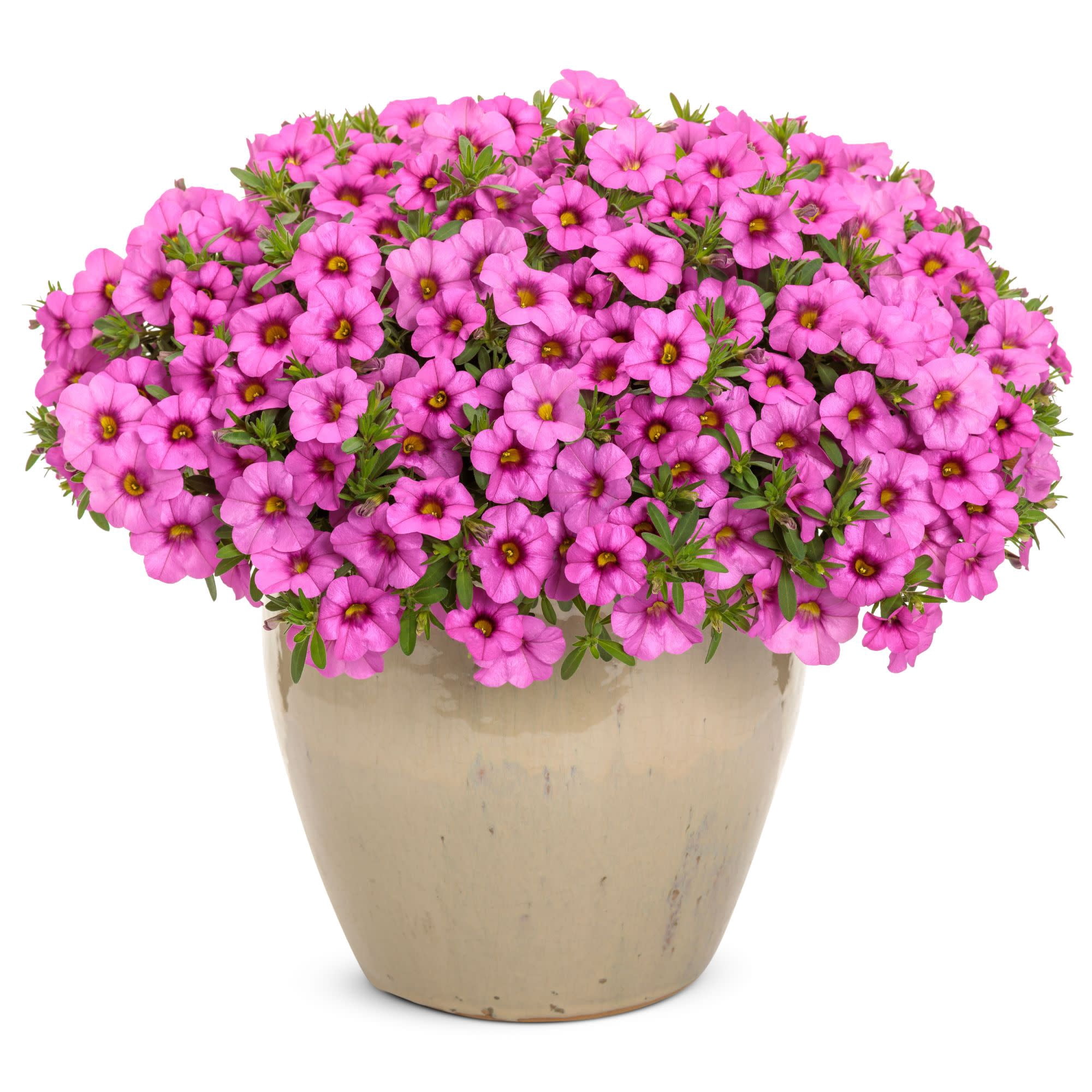 Proven Winners 4" Superbells Pink Calibrachoa Live Plant in 4.25" Pot (4 Count)