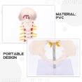 thumbnail image 4 of White PVC Spine Anatomy Model for Teaching Use with Detailed Features 1 Pc, 4 of 9