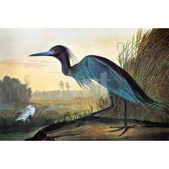 Audubon Little Blue Heron, Animals Unframed Premium Giclee Print Wall Art by John James Audubon Sold by Art.Com