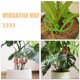 thumbnail image 5 of 3 juegos de soportes para plantas Monstera, con forma única de Monstera, para plantas de exterior e interior., 5 of 5