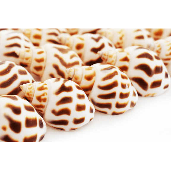 100 Select Babylonia Areolata Shells Seashells 1" - 1 1/2" Shellcraft Beach Crafts Nautical Decor Beach Wedding Small Hermit Crab