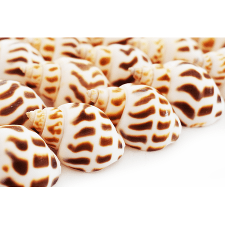 100 Select Babylonia Areolata Shells Seashells 1" - 1 1/2" Shellcraft Beach Crafts Nautical Decor Beach Wedding Small Hermit Crab
