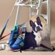 thumbnail image 3 of Terrier de Boston Mochila de Cuerdas para Deportes y Gimnasio, Bolsa de Cuerdas Resistente al Agua, Bolsa Cinch, 30×40cm, 3 of 6
