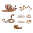 thumbnail image 4 of 2 Sets Simulated Animal Growth Cycle Toys Early Educational Animal Models, 4 of 8