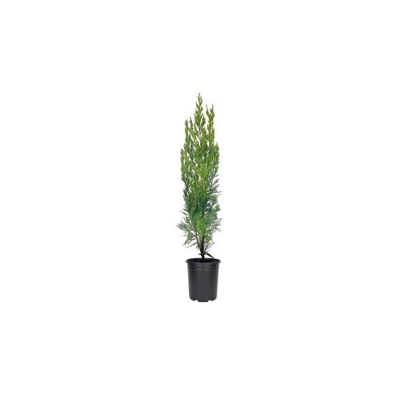Spartan Juniper - Juniperus Chinensis - 15 Live 4 inch Container Trees - Evergreen Privacy Screening Plants