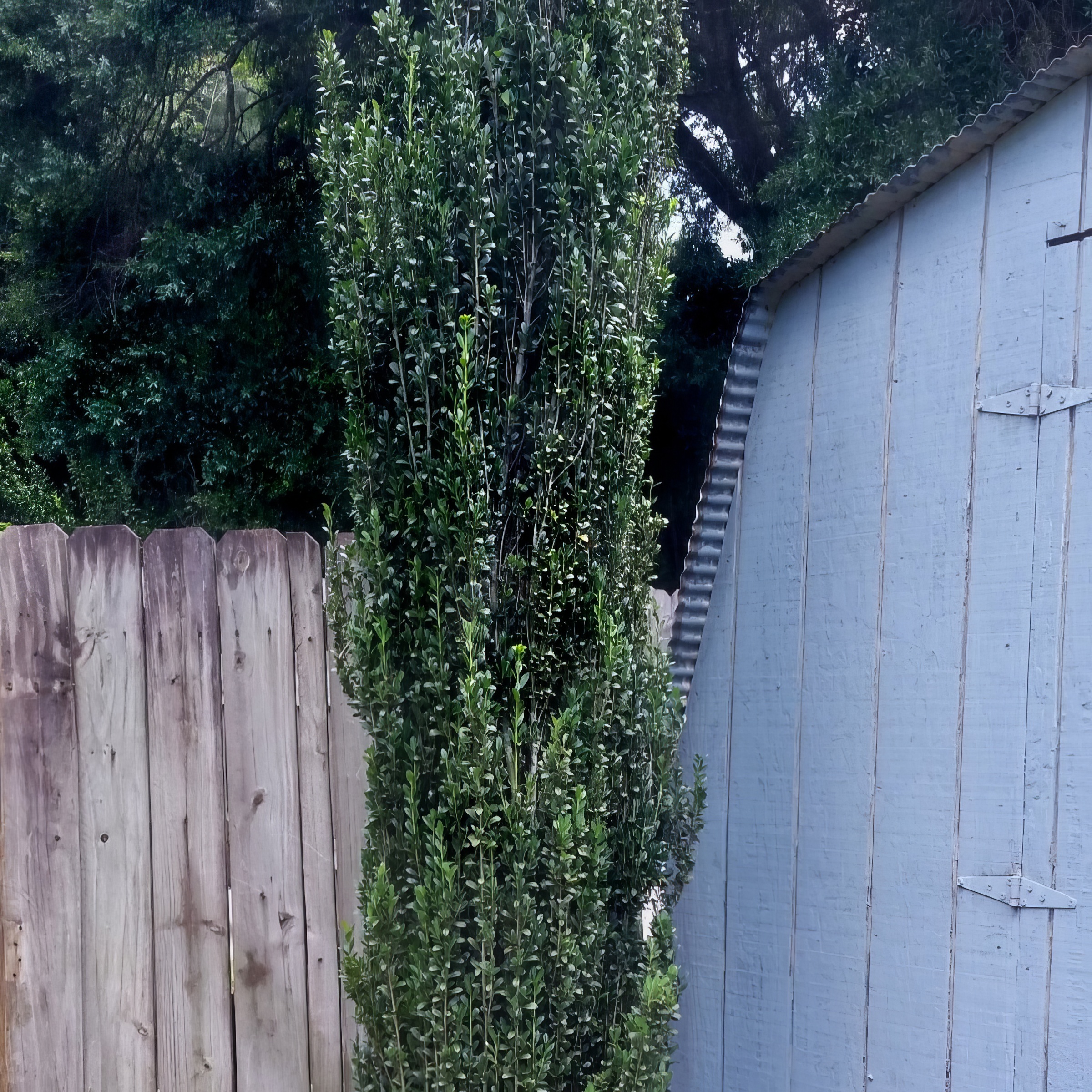 1 gal Holly 'Sky Pencil' Live Shrub with Full Sunlight