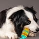 thumbnail image 3 of Juguetes Para Masticar Perros En Forma De Oruga Resistentes A Mordeduras Molar Palo De Molienda Fugas De Alimentos Limpiador De Dientes De Perro Suministros Para Mascotas Inevent PT002426-03, 3 of 6