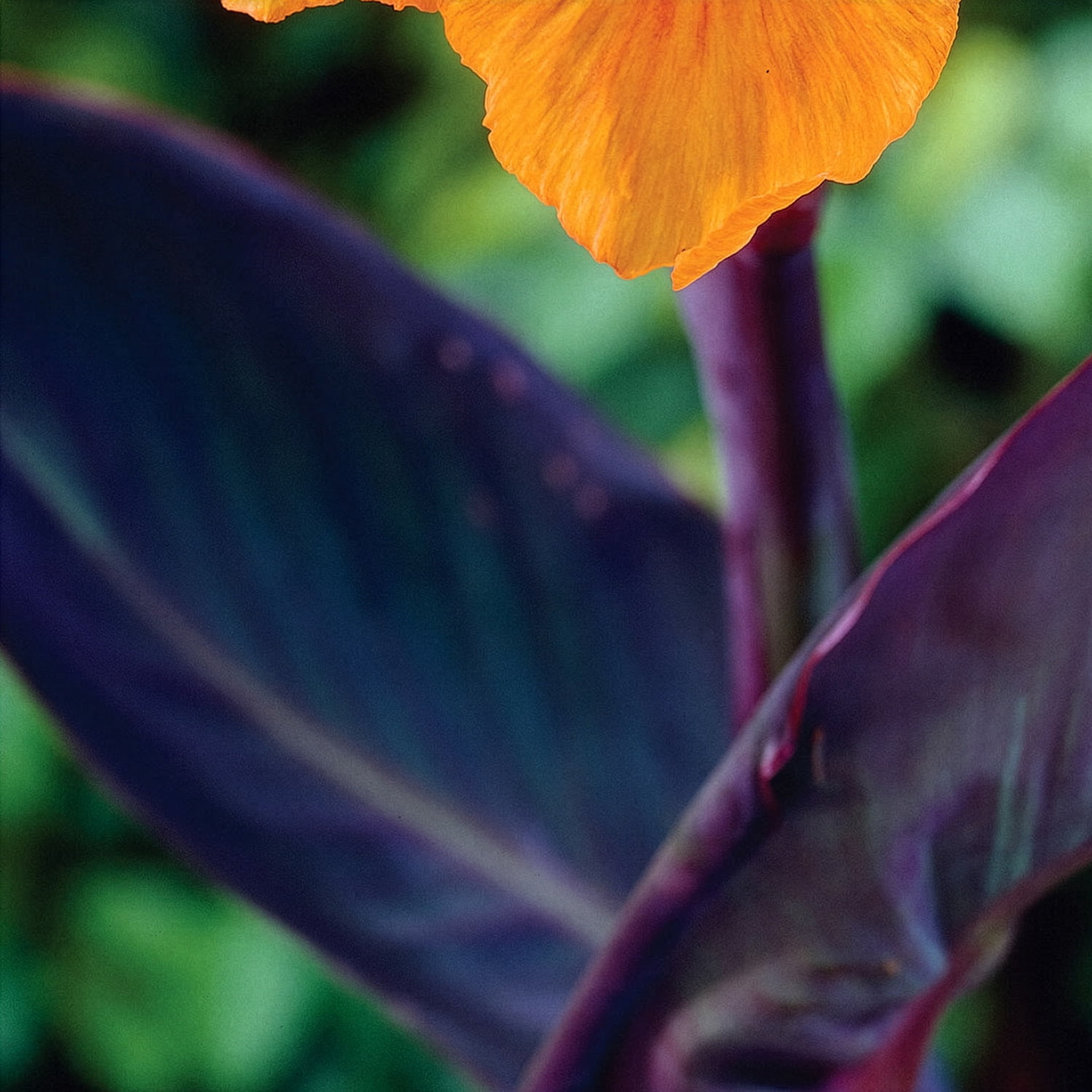 Expert Gardener Canna Wyoming Dormant Bulbs (Set of 3) - Full Sun