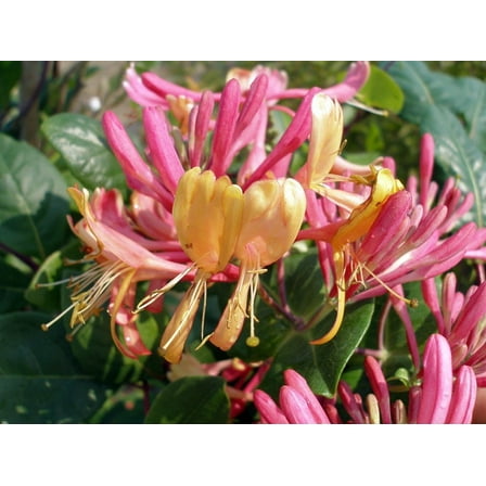 Gold Flame Honeysuckle Vine - Lonicera - Very Hardy - 2.5" Pot