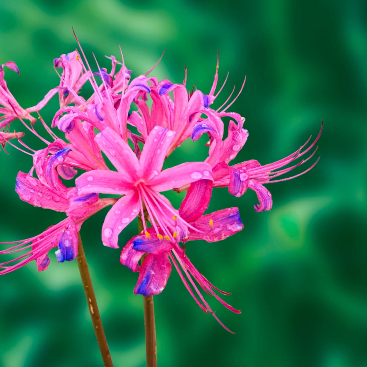 Breck s Blue Flowering Electric Blue Spider Lily Dormant Flower Bulbs kyojuro-fandom
