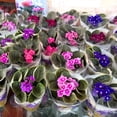 thumbnail image 3 of 2 Assorted African Violet Live Plants, African Violet Houseplant in 4" Pots, Blooming Indoor Plant for Home or Office with Vibrant Flowers, Random Colors, 3 of 6