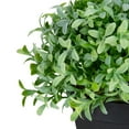 thumbnail image 4 of Northlight 7.5" Potted Green Artificial Boxwood Plant, 4 of 5