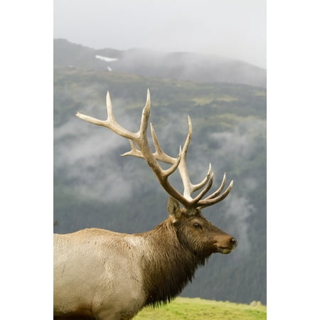 Portrait Of Captive Mature Rocky Mountain Bull Elk At The Alaska Wildlife Conservation Center In Portage Southcentral Alaska Digitally Altered Canvas Art - Doug Lindstrand Design Pics (24 x 38)