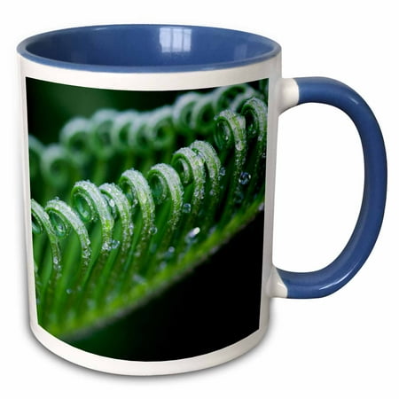 3drose, Usa, Georgia, Savannah, Close-up of New Fronds on a Sago Palm., 11oz Two-tone Blue Mug