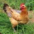 thumbnail image 2 of TIELUTT Chicken Soft Cloth Chicken for Hens Printed Double Chicken Saddle with Elastic Pet Clothes Rack Hanger Pet Clothes Closet Pet Clothes Rack Pet Clothes for Small Dogs Girl Pet Clothes Hangers, 2 of 4