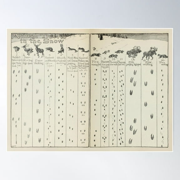 Vintage Animal Tracks In The Snow Diagram (1912) Poster Wall Art, Modern Wall Decor For Living Room Bedroom, 8x12 UNFRAMED