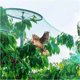 thumbnail image 5 of Ganfancp Red Antipájaros Red de Protección de Jardín Plantas de Patio Árboles Frutales Red Antipájaros Ofertas Del Día Liquidación 1X Birdnet, 5 of 7